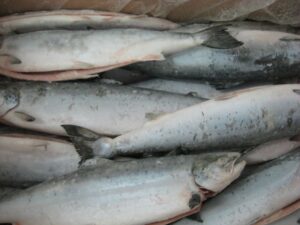 Frozen-Farmed-Atlantic-Salmon7-e1560308227498.jpg