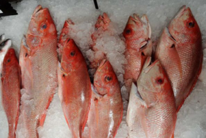Frozen-white-snapper-fish-e1560308932908.png