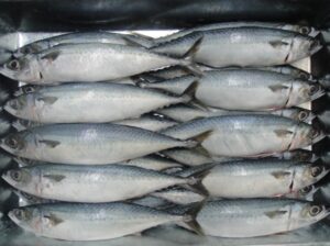 Mackerel-Fish-Frozen-e1560307484555.jpg