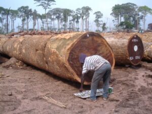 Read more about the article Bubinga timber wood logs