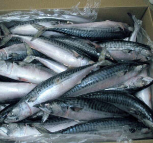 Read more about the article Big Size Frozen Pacific Mackerel Fish 300-500g