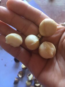 Read more about the article Mecademia nuts