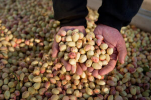 Read more about the article Pistachio Nuts / Sweet Pistachio (Raw and Roasted)
