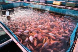 preservation-of-wild-tilapia-farm-hero-e1560309950519.jpg