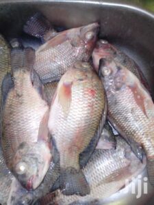 tilapia1-e1560309180608.jpg